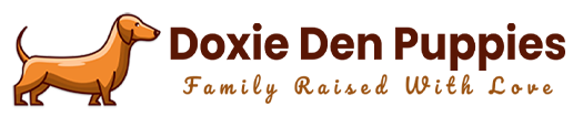 Doxie Den Puppies